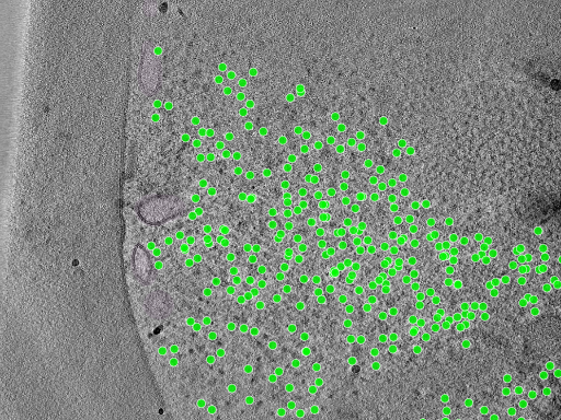 Portal preview of yeast run TS_026, showing cryoET image data with green point overlays
